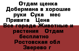 Отдам щенка Добермана в хорошие руки. Сука 5 мес. Привита › Цена ­ 5 000 - Все города Животные и растения » Отдам бесплатно   . Ростовская обл.,Зверево г.